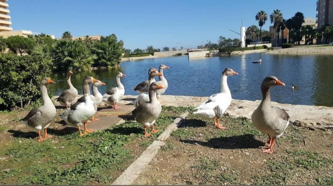 Arena Y Mar Apartman Tavernes de la Valldigna Kültér fotó